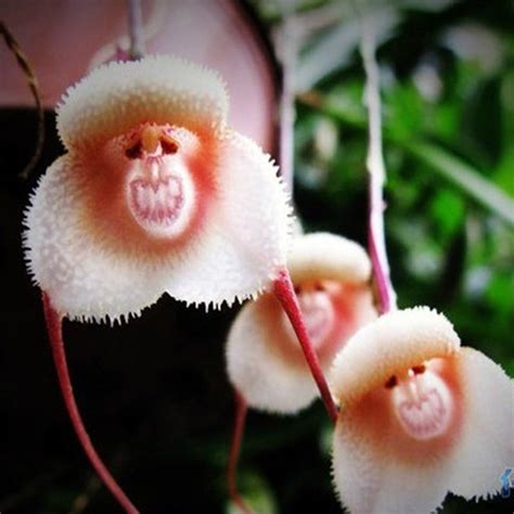 Flowers Of The World That Look Like Animals Insects Or People Owlcation