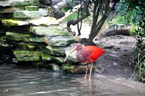 De rode ibis (eudocimus ruber) is een ibis uit de familie van de ibissen en lepelaars de rode ibis is een felrode vogel met glanzende blauwzwarte vleugelpunten en een gebogen roze gekleurde snavel. Rode Ibis stock afbeelding. Afbeelding bestaande uit dier ...