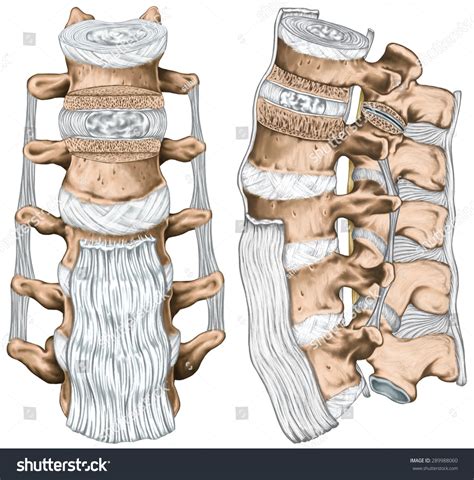 Ilustrasi Stok Ligaments Lumbar Spine Structure Anterior Longitudinal