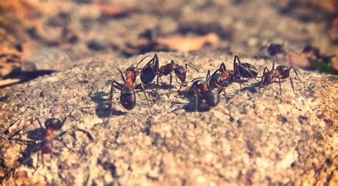 Wenn die ameisen in ihrem garten langsam lästig werden, müssen sie sie nicht gleich bekämpfen. Hilfe, Ameisen-Invasion! | Ameisen, Ameisenspray, Was ...