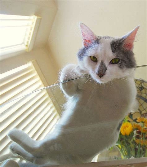 These pictures prove that all cat owners absolutely need a glass table in their house. 38 best images about Glass table cats :) on Pinterest | I ...