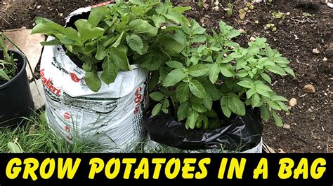 How To Grow Potatoes In A Bag How To Plant Potatoes Youtube