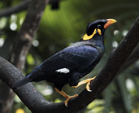 Hill Myna If You Ever Make It To Southeast Asia I Hope Yo Flickr