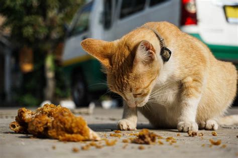 Can Cats Eat Fried Chicken Is This Crunchy Treat Safe For Your Cat