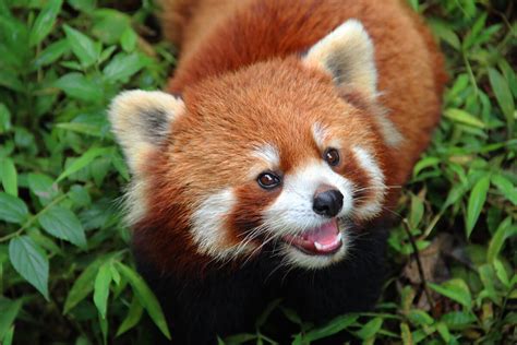 El Comportamiento De Los Pandas Rojos My Animals