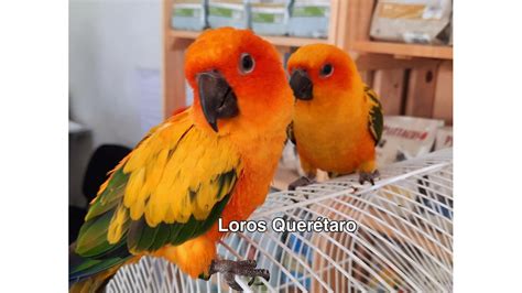 Aves Exoticas › Aves PequeÑas Y Medianas Loros QuerÉtaro Venta De