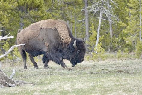 Buffalo Of Yellowstone On My Recent Visit To Yellowstone National Park