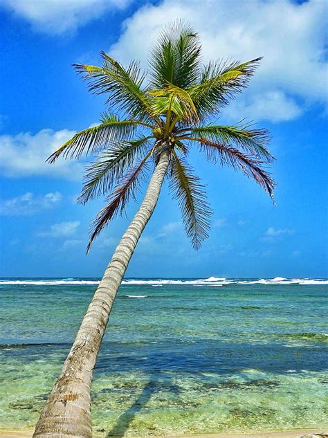 Island Palm Tree In San Blas Islands Photograph By Michelle Eshleman