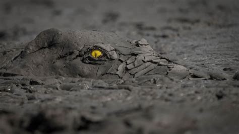 Menacing Mud Covered Crocodile Amongst Winners Of 2020 Nature