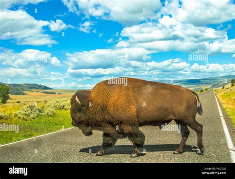 Seitenansicht Der Erwachsenen American Buffalo Überqueren Der Straße Im