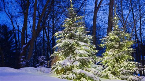 Free Download Lighted Pine Trees In Winter Forest Hd