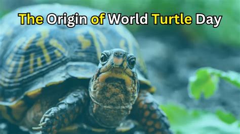 Celebrating World Turtle Day 2023 On May 23rd