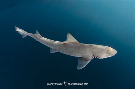 Gray Smoothhound Shark Mustelus Californicus