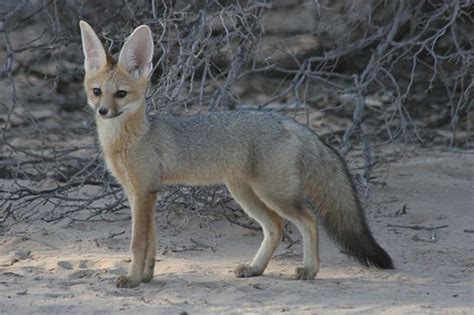 The Cape Fox Its Nature Ground Mammals