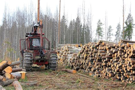 Finding A Future In Forestry