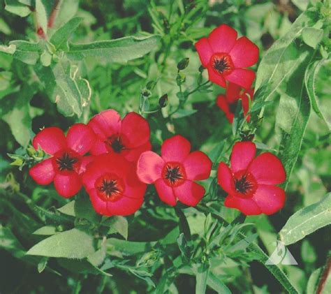 Scarlet Flax Linum Grandiflorum Rubrum Applewood Seed Company