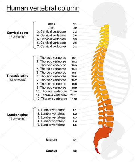 Vertebral Column Names Spine — Stock Vector © Furian 83763520