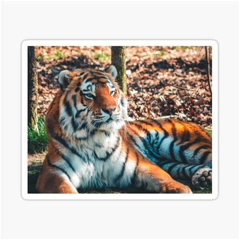Tiger Resting In The Shade Sticker By Michael Deemer Save The Tiger