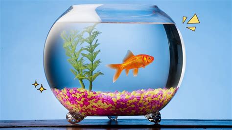14 Jenis Ikan Hias Terindah Yang Mudah Dipelihara Di Aquarium