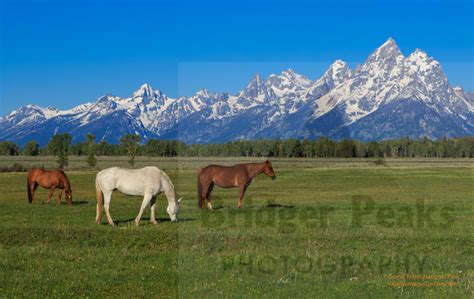 Bridger Peaks Photography Grand Teton National Park Gtnp Horses