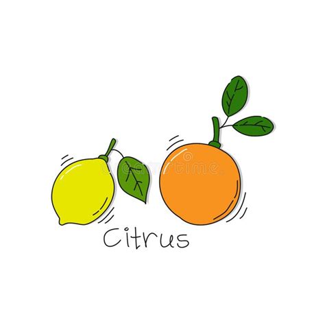 Orange And Lemon Fruit On White Background Cartoon Sketch Graphic