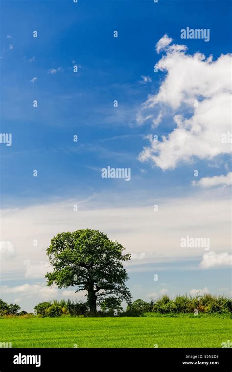 Single Tree In Hedgerow In English Fields Blue Sky With White Clouds