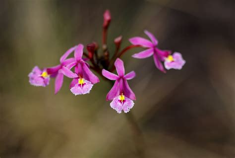 Pantone Inc Names ‘radiant Orchid Color Of Year 2014 Realty Today