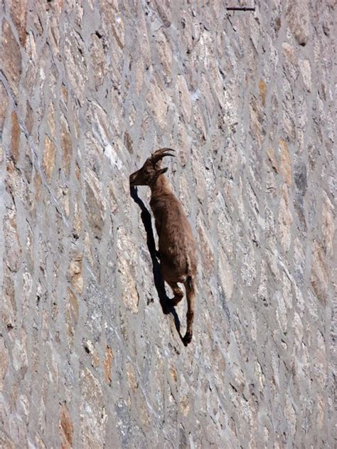 Chicleymarceline Mountain Goat Climbing
