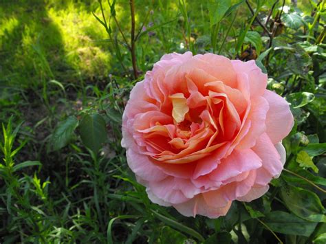 Check spelling or type a new query. Codlinsandcream2: Roses