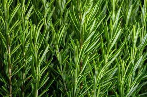 Can Rosemary Survive Winter 5 Tips For Keeping Your Favorite Herb Alive