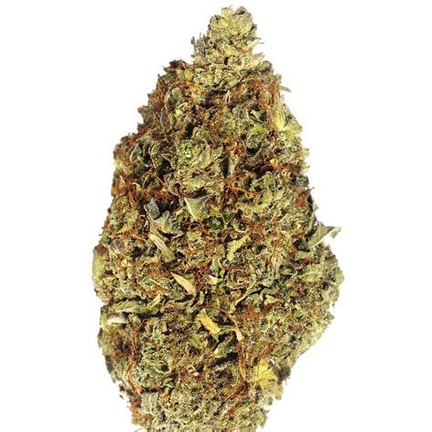 Og Kush Cbd Seeds High Cbd Seeds For Sale Ilgm