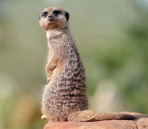 Meerkat And Mongoose Manor Animals Yorkshire Wildlife Park