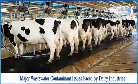 What Are Wastewater Contaminant Issues Faced By Dairy Industries