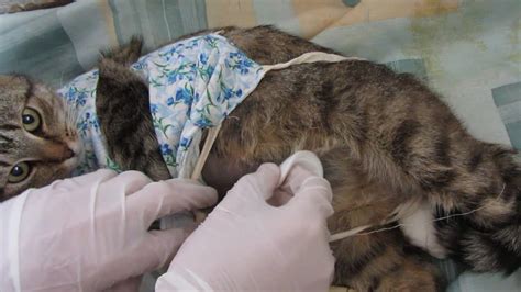 Cat 75 Hours After Spayingsterilization Incision Care Youtube