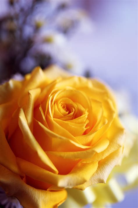 Yellow Rose · Free Stock Photo