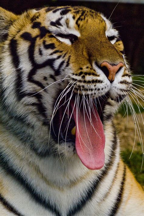 22 Badass Facts About My Favorite Animal Tiger Facts