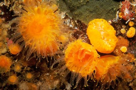 Orange Cup Coral Animals Monterey Bay Aquarium