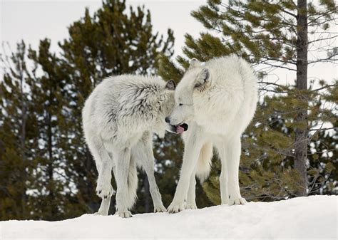 Wolves The Kiss Photograph By Fran Riley Fine Art America
