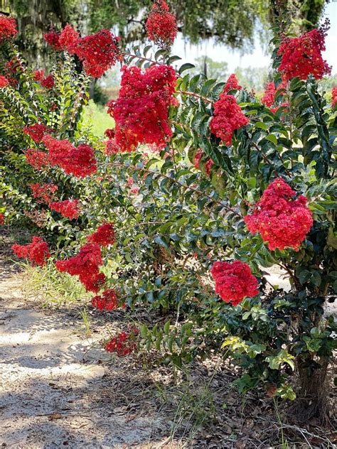 Crape Myrtle Southern Living Miss Frances