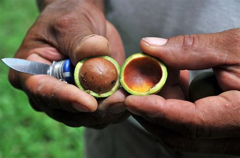 September National Madadamia Nut Day Grocery Guide