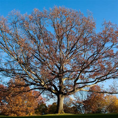 Quercus Alba 2 White Oak Scioto Gardens Nursery