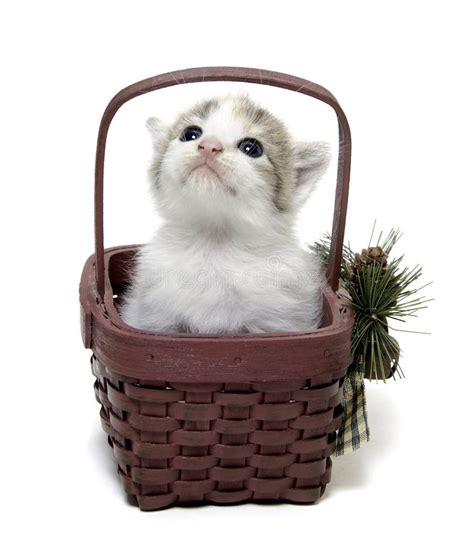 Cute Kitten In A Small Basket Stock Photo Image Of Container Mammal