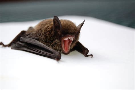 Bats Are Blind Commonly Known Facts That Are Wrong Popsugar Smart