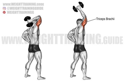 Standing One Arm Overhead Dumbbell Triceps Extension Exercise