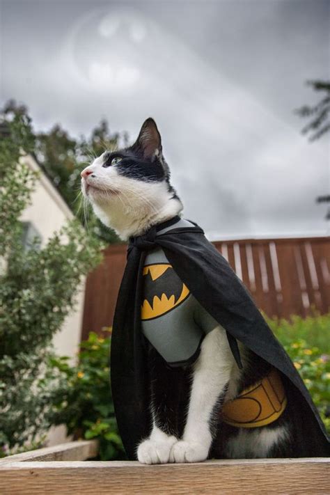 10 Adorable Cats Dressed As Superheroes That Will Melt Your Heart Away