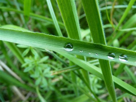 Dew Dewdrop Grass Green Free Photo On Pixabay Pixabay