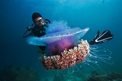 How To Master Underwater Photos And Video Wsj