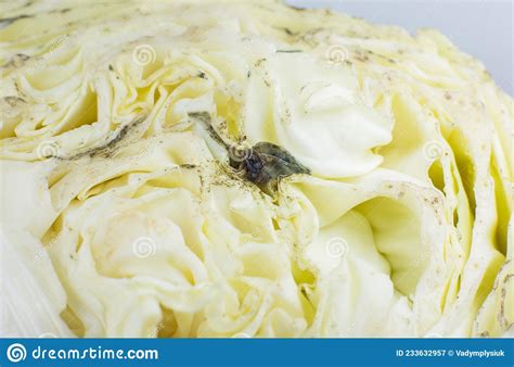 Rotten And Moldy Cabbage Bad Conditions Of Preservation Close Up