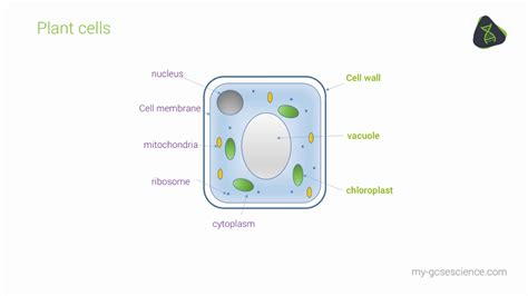 The plant cell has many different features that allow it to carry out its functions. GCSE Biology Eukaryotic and prokaryotic cells (AQA 9-1 ...
