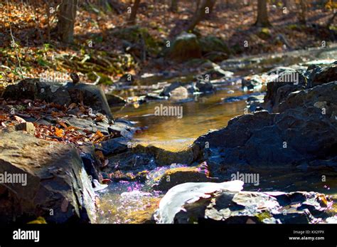 Rocky Creek Wandering Through Forest Stock Photo Alamy